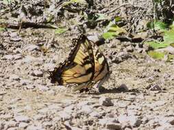 Image of Eastern Tiger Swallowtail