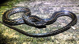 Image of Tai-yong Keelback