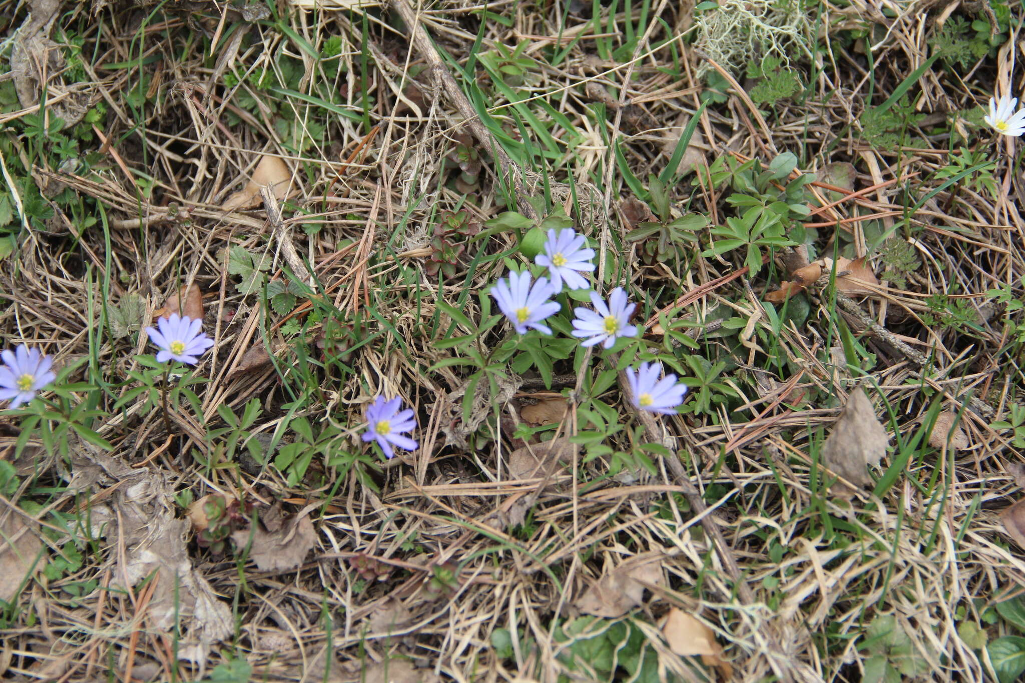 Anemone caucasica Willd. ex Rupr. resmi