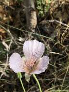 Image of alkali mariposa lily