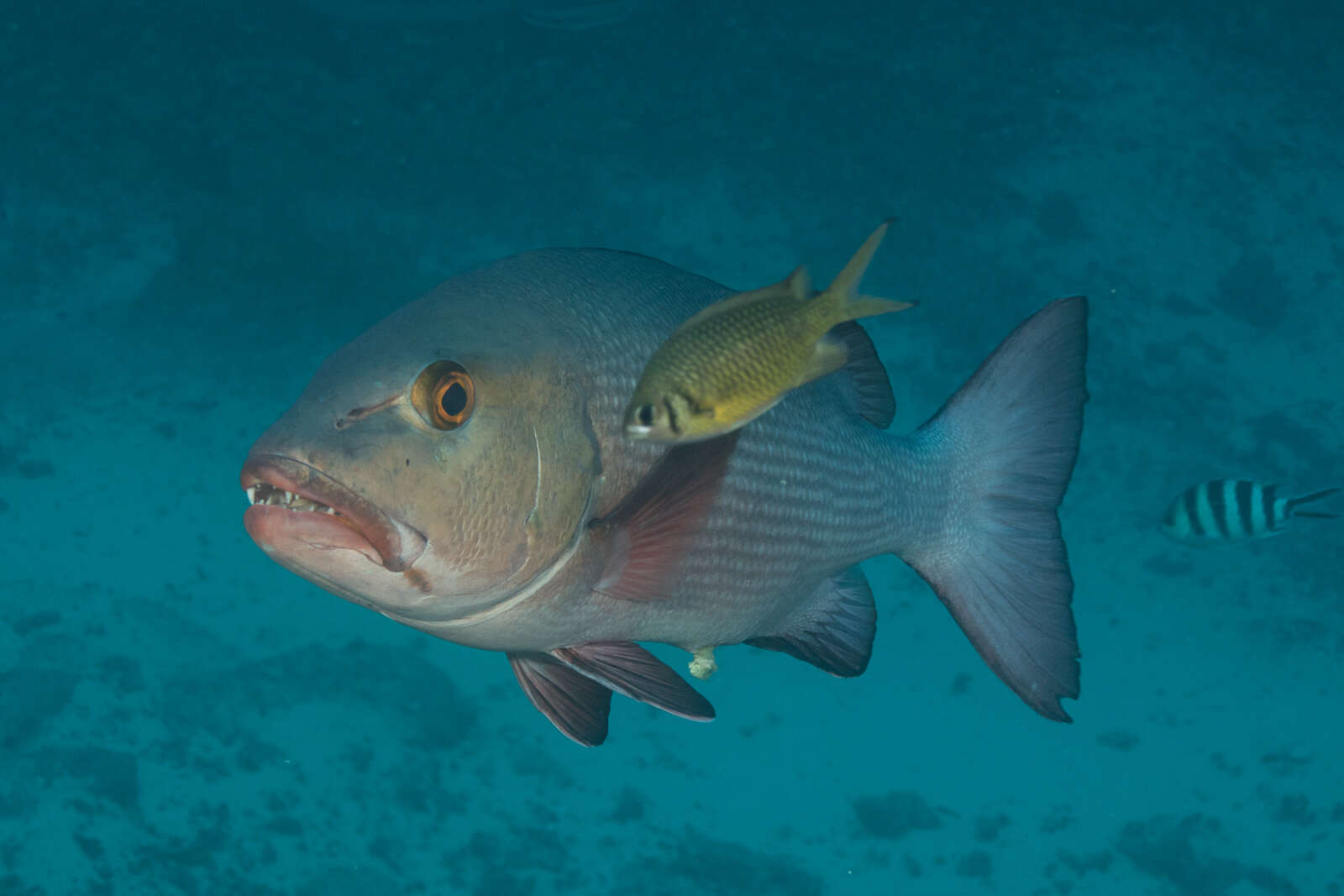 Image de Chromis weberi Fowler & Bean 1928