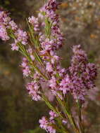 Image of Erica rosacea subsp. rosacea