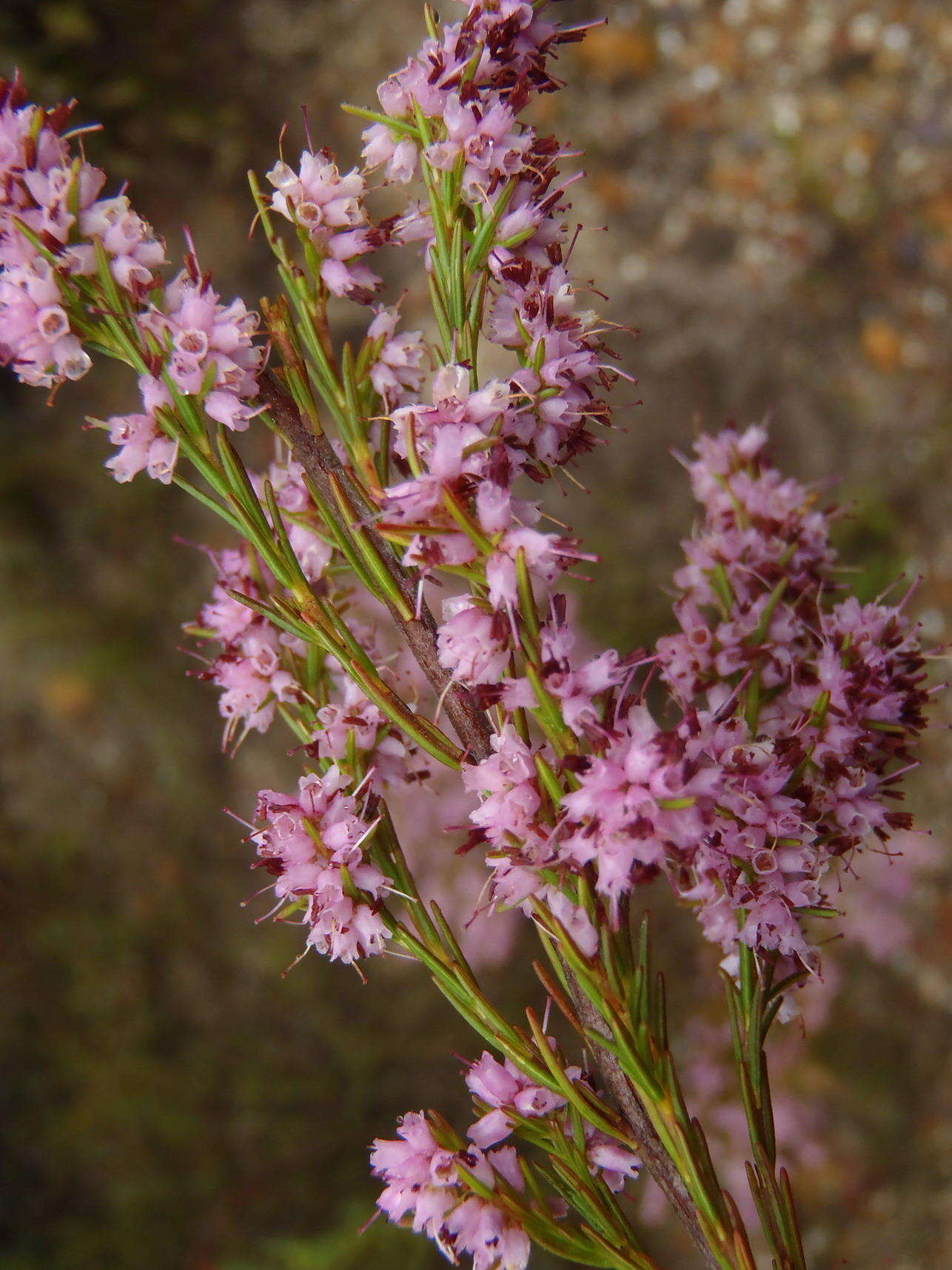 Image of Erica rosacea subsp. rosacea