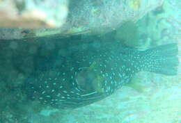 Image of Broadbarred Toadfish