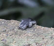 Image of North Sumatran Leaf Monkey