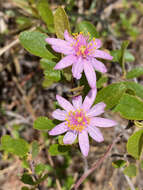 Image of Grewia douliotii R. Viguier