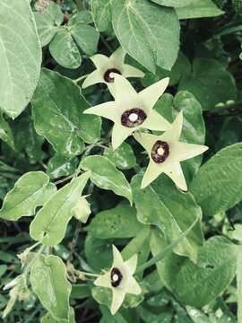 Image of Polystemma viridiflorum Decne.