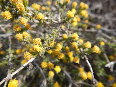 Imagem de Marasmodes spinosa S. Ortiz