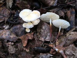 Imagem de Marasmius delectans Morgan 1905