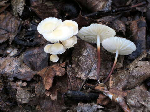 Imagem de Marasmius delectans Morgan 1905