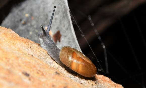 Image of Triodopsis platysayoides