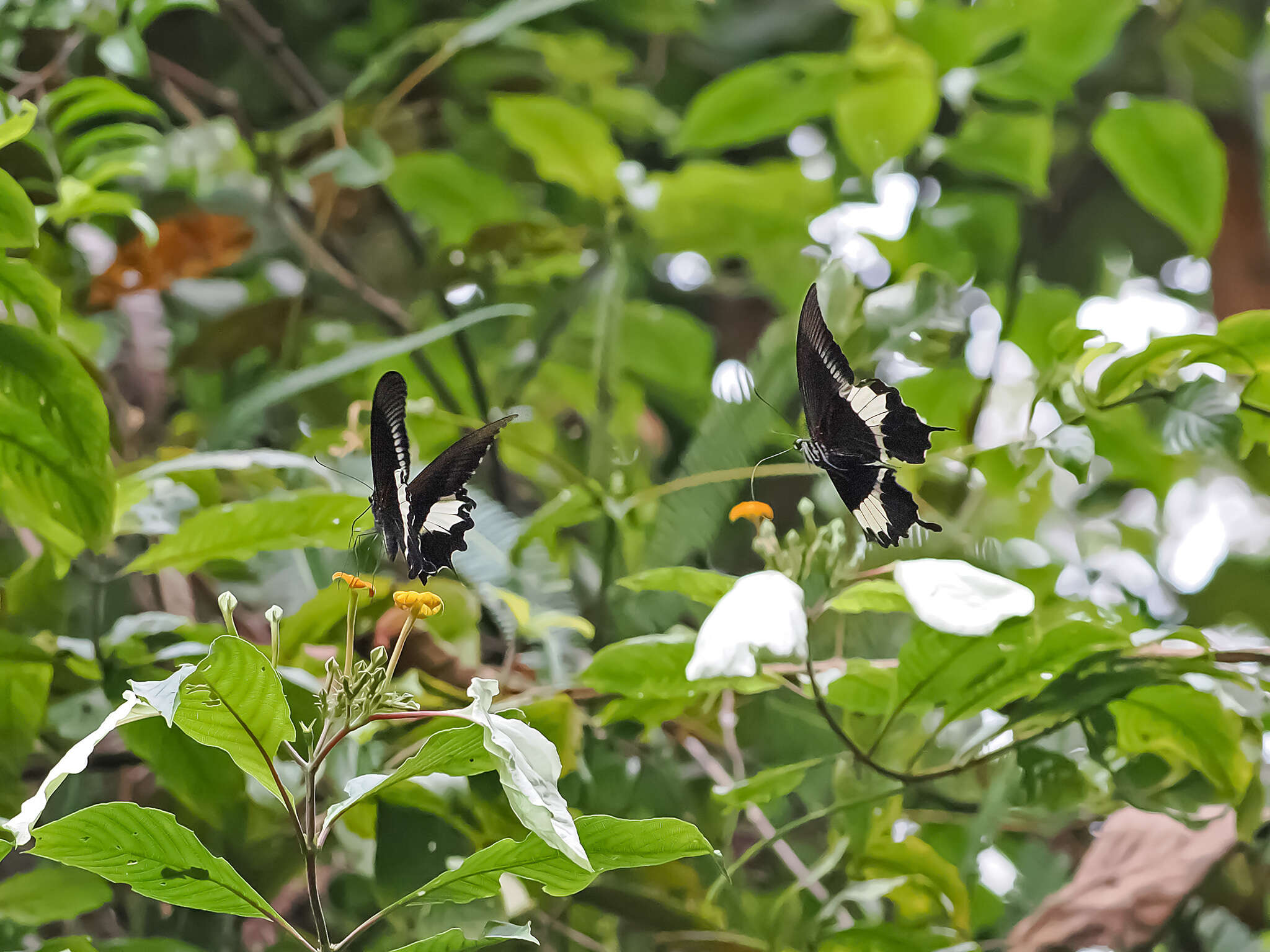 Image de Papilio diophantus Grose-Smith 1882