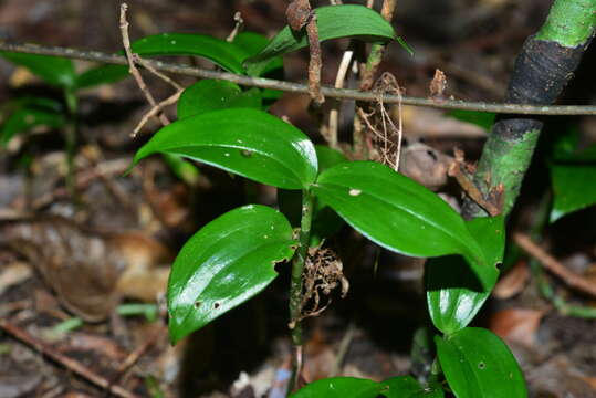 Image of Hairy jewel orchid