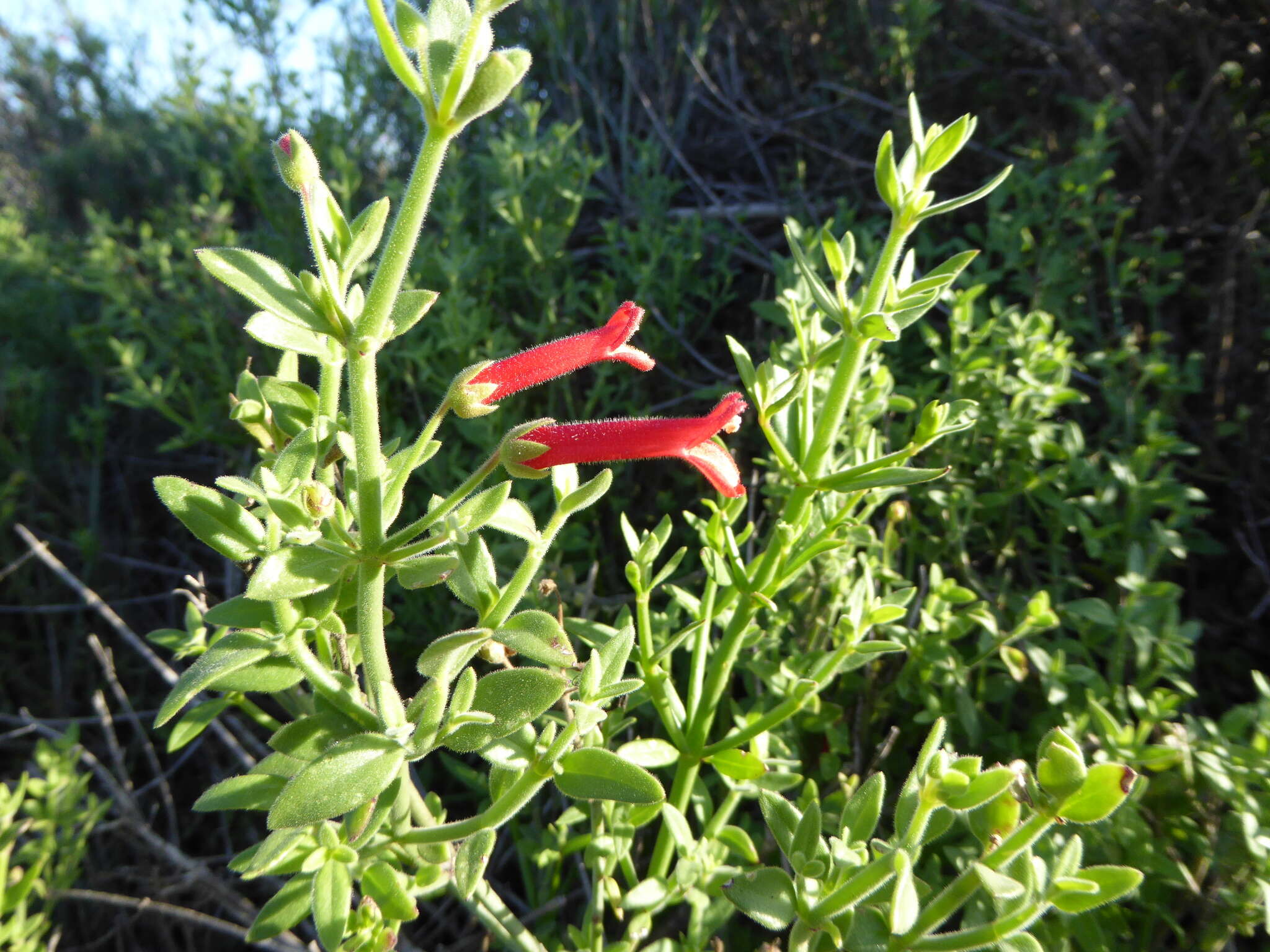 Image of Baja bush snapdragon