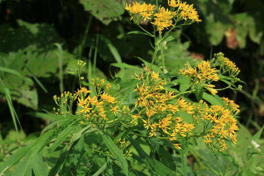 Image of Aleutian ragwort