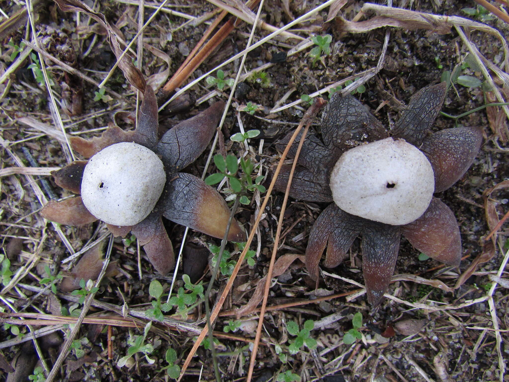 Image de Astraeus smithii Watling, M. P. Martín & Phosri 2013