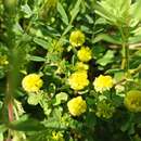 صورة Trifolium campestre var. campestre