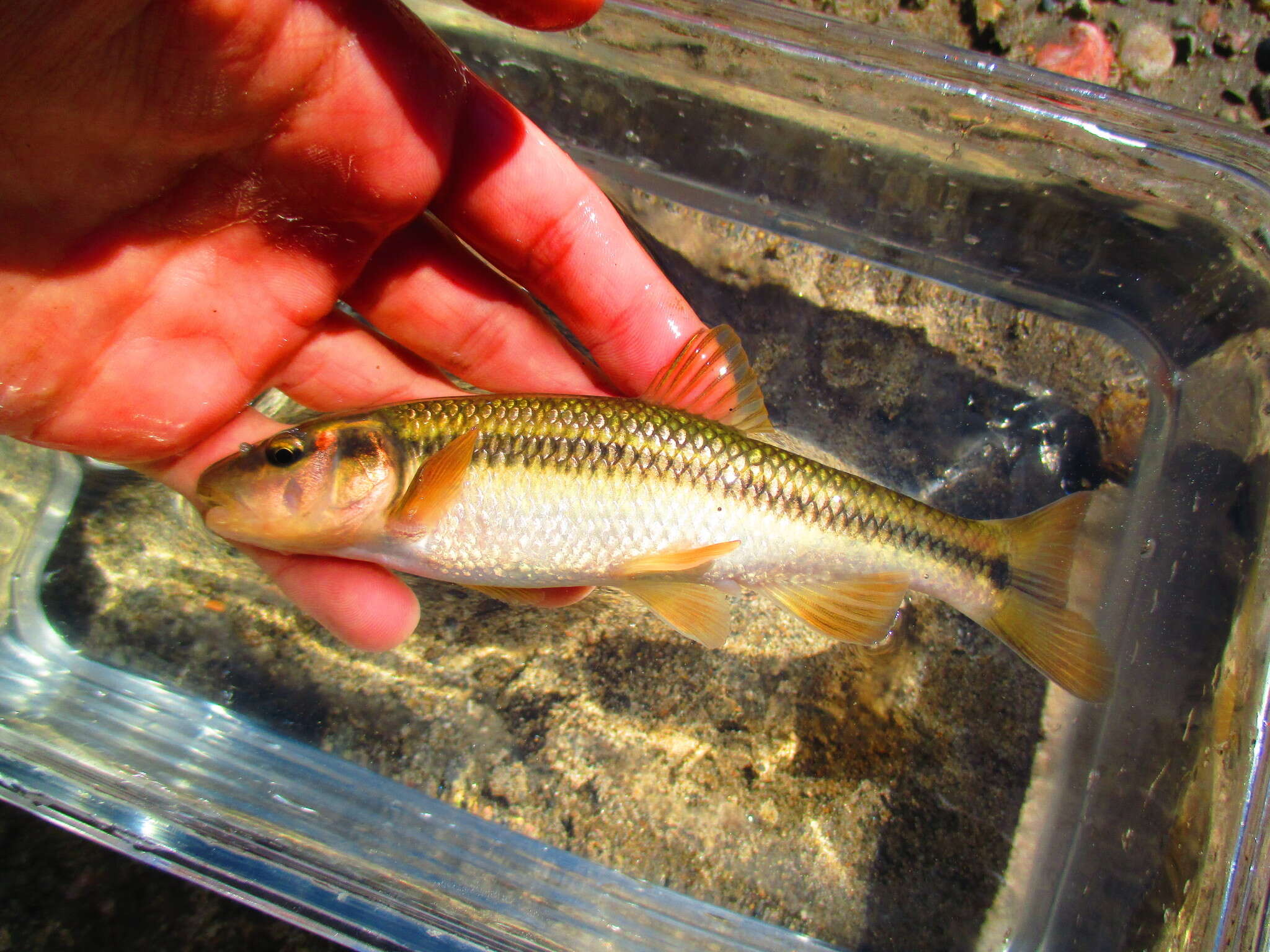 Image of Hornyhead Chub