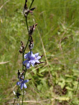 Imagem de Aristea torulosa Klatt