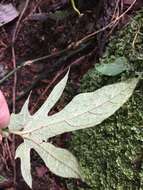 Image de Aristolochia cucurbitifolia Hayata