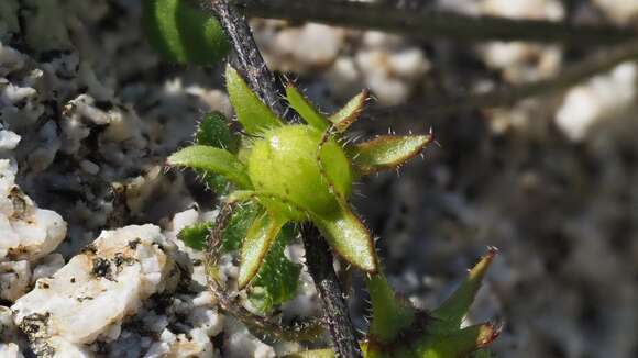 Image de Pholistoma auritum var. arizonicum (M. E. Jones) Constance