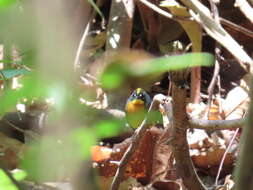 Image of Fan-tailed Warbler