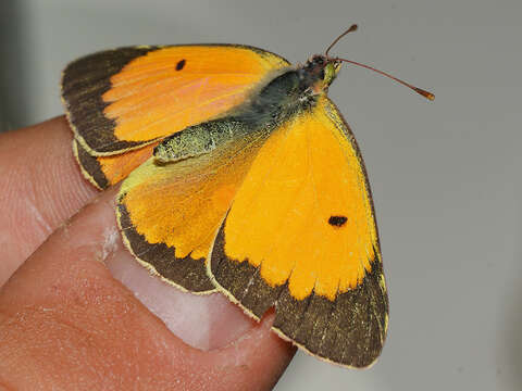 Image of Colias myrmidone (Esper 1781)