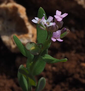 Image de Aethionema heterocarpum J. Gay ex Trevir.