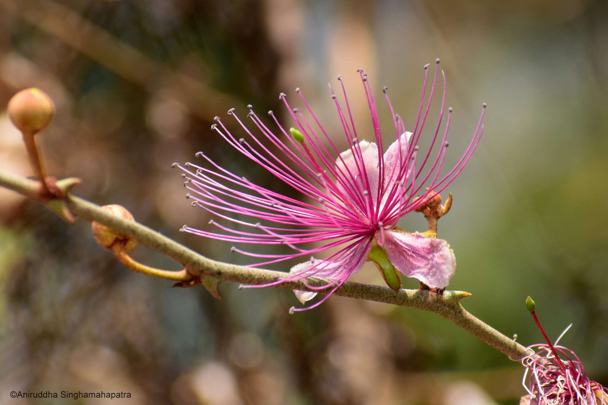 Capparis zeylanica L. resmi