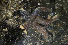 Image of Mottled star