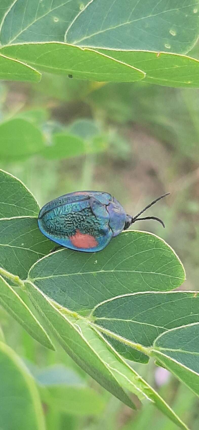 Discomorpha (Discomorpha) biplagiata (Guérin-Méneville 1844)的圖片