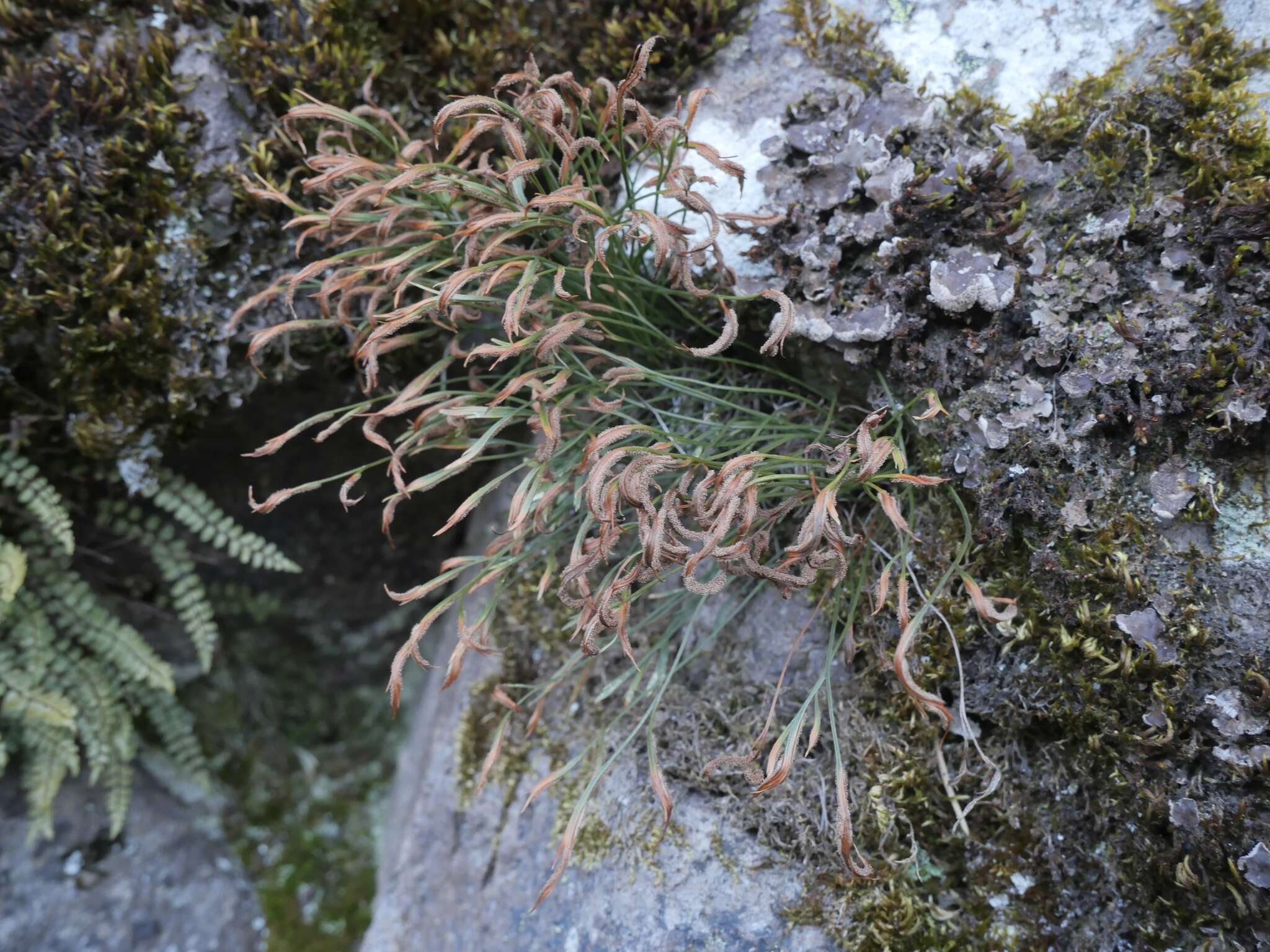 Sivun Asplenium septentrionale subsp. septentrionale kuva