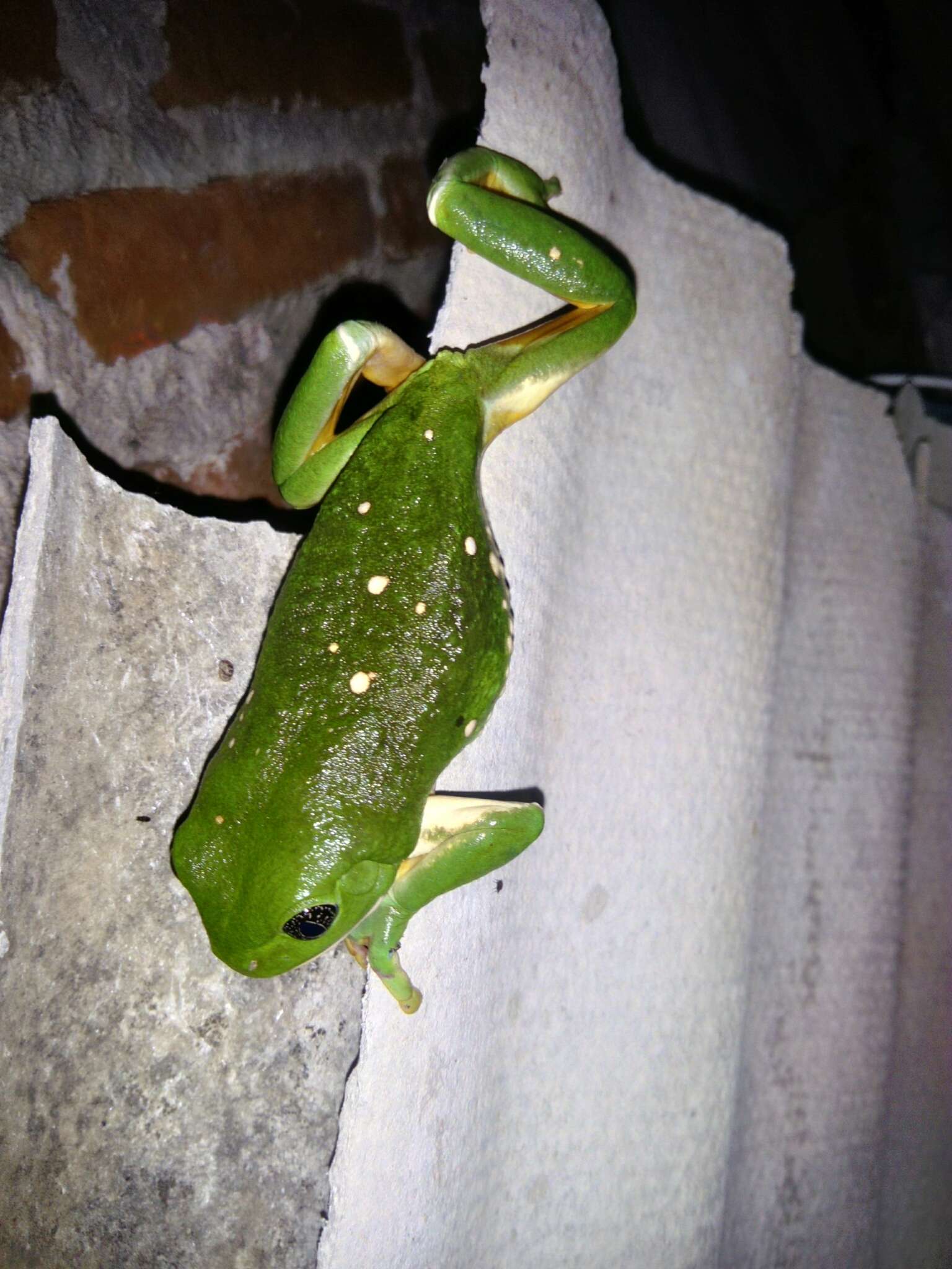 Image of Mexican leaf frog