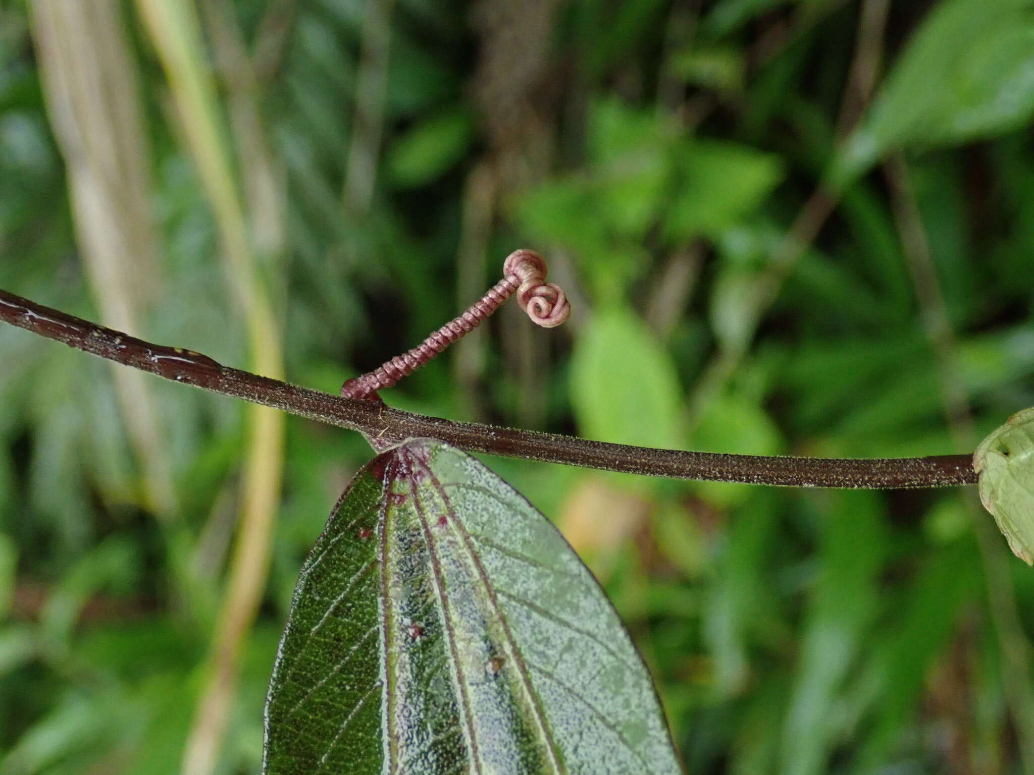 Image of Passiflora chelidonea Mast.