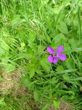 Image of marsh cranesbill