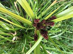 Image of Cyperus ustulatus A. Rich.