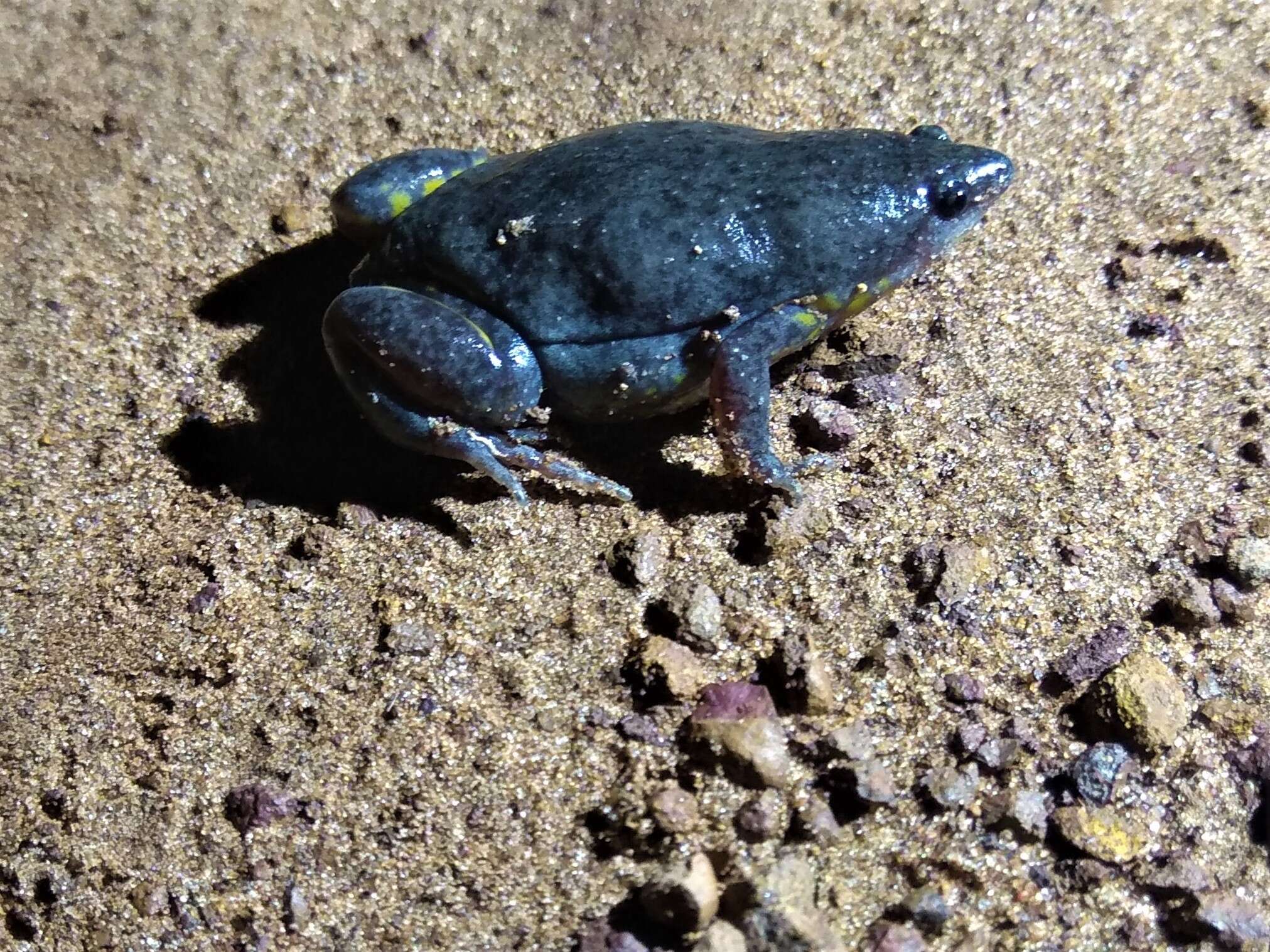 Image of Elachistocleis cesarii (Miranda-Ribeiro 1920)