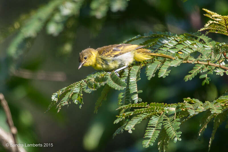 Image of Yellow-backed Tanager