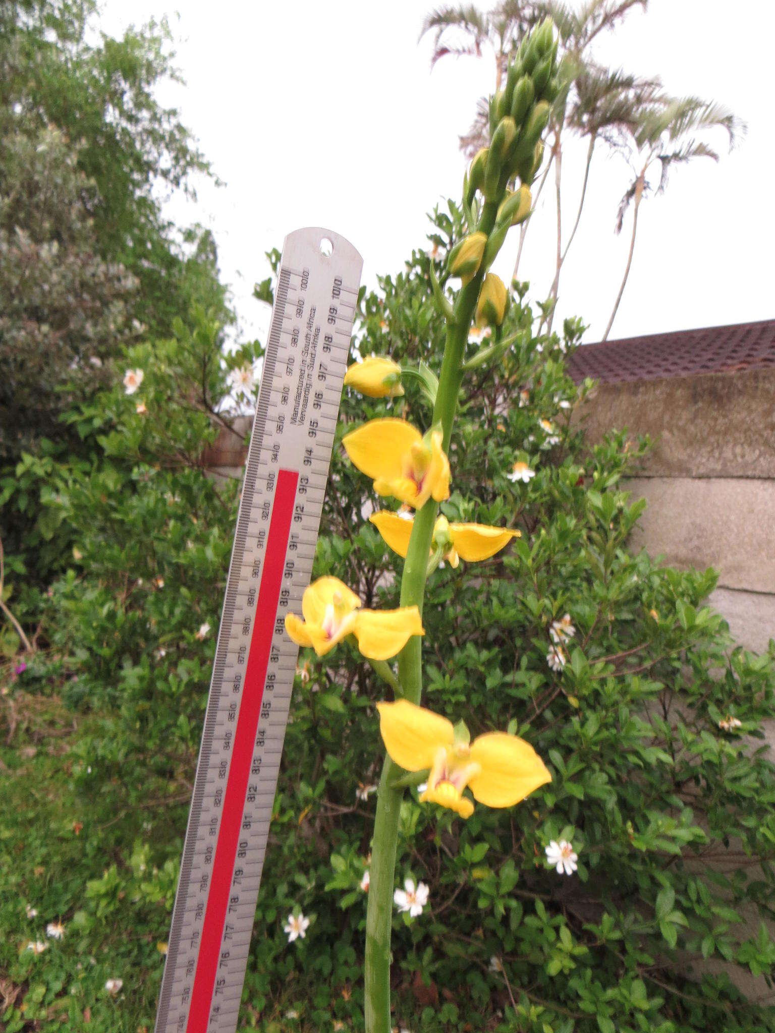 Image de Eulophia speciosa (R. Br.) Bolus