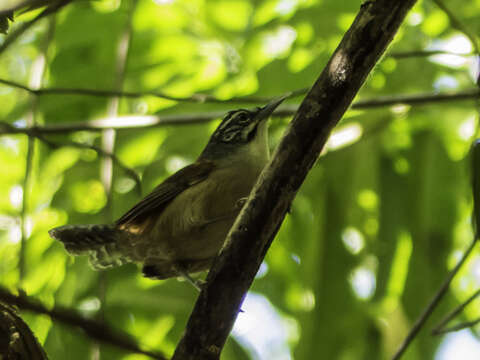 Imagem de Pheugopedius genibarbis (Swainson 1838)