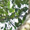 Image of Bornean Leafbird