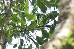 Image of Bornean Leafbird