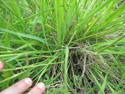 Image of Texas cupgrass