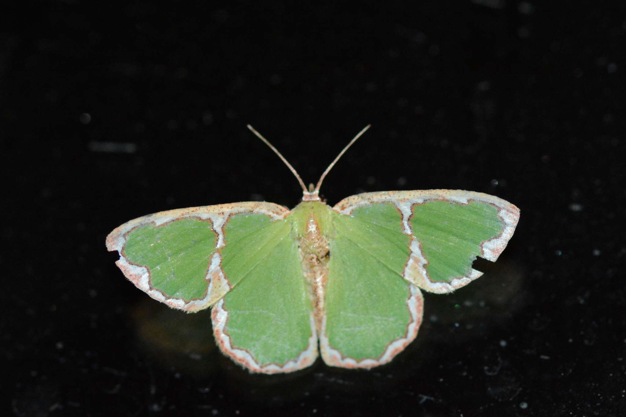 Image of Comostola chlorargyra Walker 1861