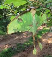 Image of African Luna moth