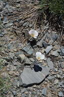 Image of Panamint Mountain mariposa lily