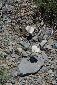 Calochortus panamintensis (Ownbey) Reveal resmi