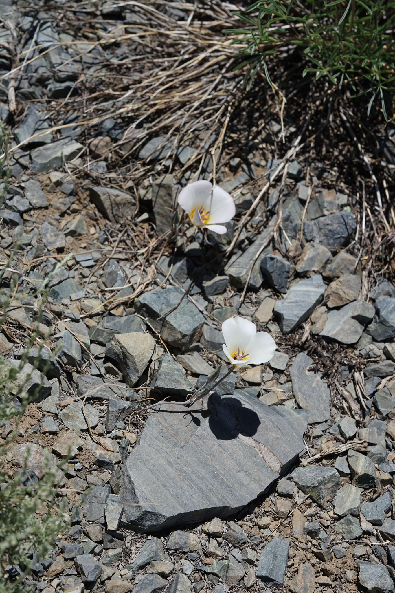 Image of Panamint Mountain mariposa lily