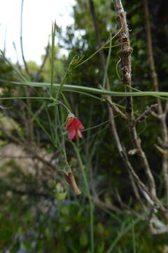 Lathyrus setifolius L.的圖片