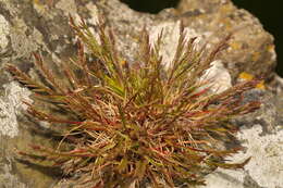 Слика од Catapodium marinum (L.) C. E. Hubb.